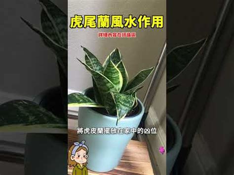 風水禁忌虎尾蘭風水|【風水禁忌虎尾蘭風水】風水禁忌注意！虎尾蘭這樣擺宅運旺，避。